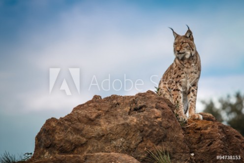 Picture of Lynx at liberty